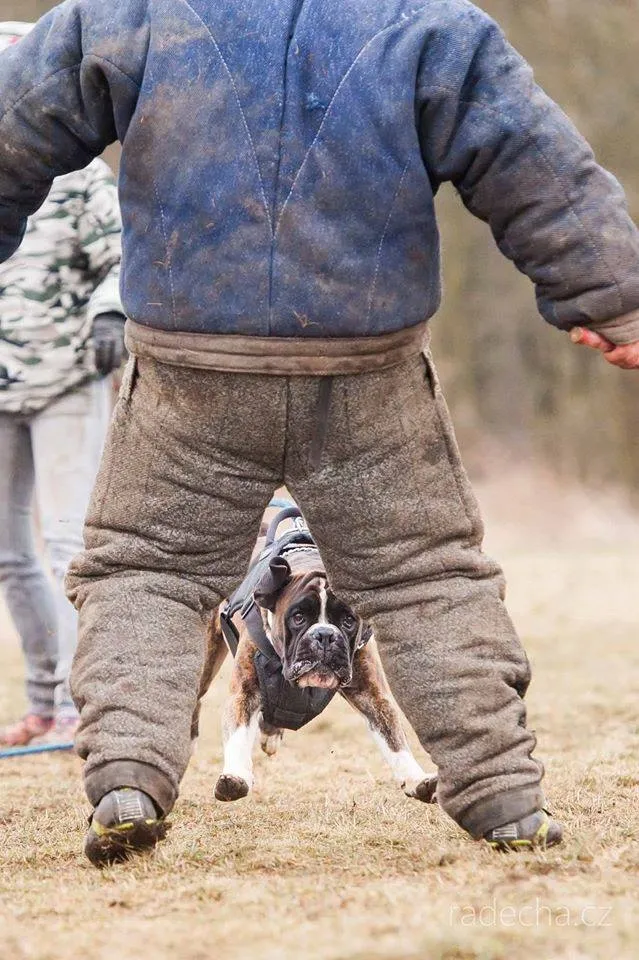 Mann gegen Hund